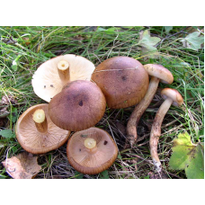 Мицелий Рядовки красно-бурой / Рядовка бурая (Tricholoma flavobrunneum) Мицелий Рядовки красно-бурой / Рядовка бурая (Tricholoma flavobrunneum)